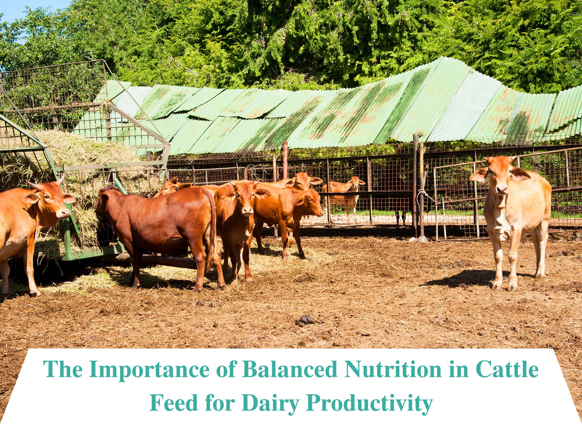 Cattle feed manufactures