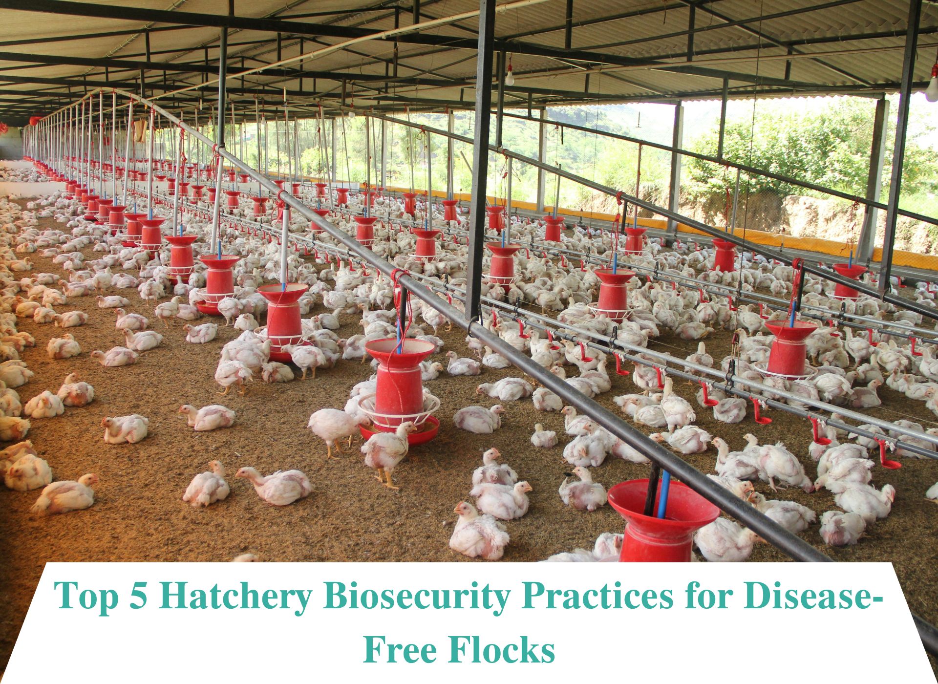 Poultry Hatcheries